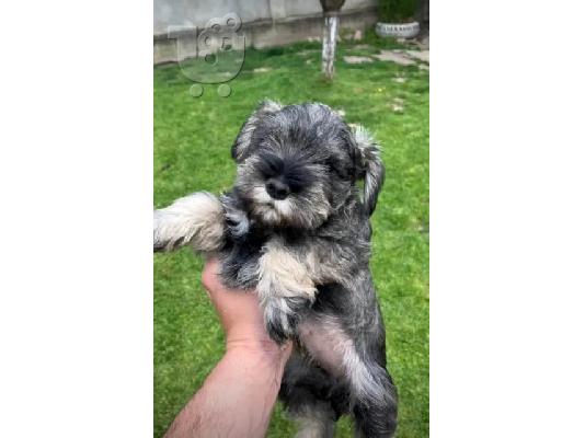 Μινιατούρα Schnauzer